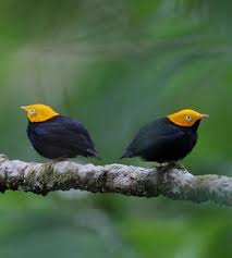 Trinidad Birding Tour With Field Guides Trinidad And Tobago Pet Birds Colorful Birds Tropical Birds