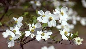 Maybe you would like to learn more about one of these? Where Have All The Dogwoods Gone