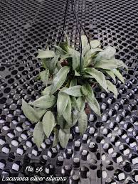 Image result for Selago lacunosa