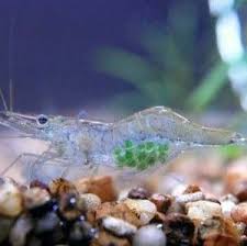 Ghost Shrimp Palaemonetes Care Info Aquariadise Ghost Shrimp Glass Shrimp Freshwater Aquarium Shrimp