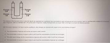 Solved Sucrose 2 M Sucrose 1 M Glucose 1 M Glucose 2 M The Chegg Com