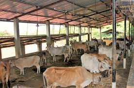 Image of a cow shed. Cow Shed 1 Save Indian Cows Save Cows Donate To Save Cows