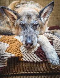 If you have one of these playful companions in your home, then you want to treat it well. Best Dog Beds For German Shepherd Dogs Puppies