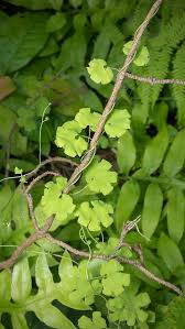 Image result for Schizaeaceae