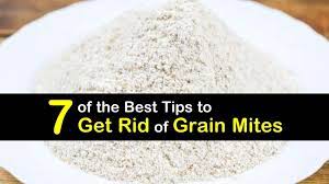 Although eye mites are only found around the eyes, they can travel to other parts of your body, so it's important to recognize if you have them. 7 Of The Best Tips To Get Rid Of Grain Mites