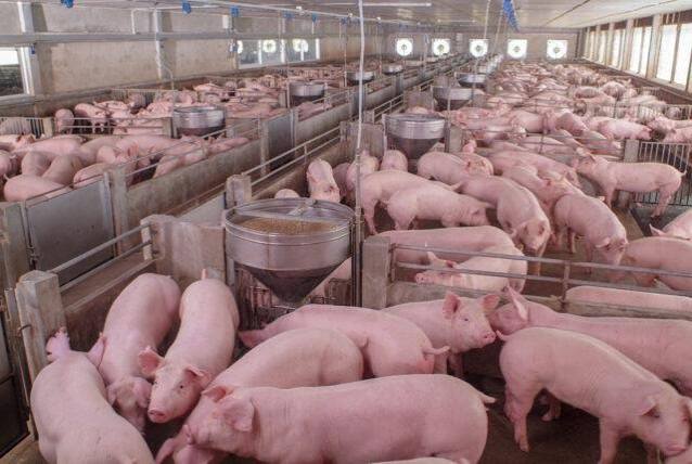 Tamanho do rebanho su&iacute;no da China permanecer&aacute; excedente este ano, apesar da meta de reduzir n&uacute;mero de matrizes &ndash; Acrismat