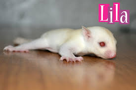 Pet Sugar Gliders