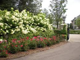 Planting Ideas For Knockout Roses Knockout Roses Hydrangea Landscaping Landscaping With Roses