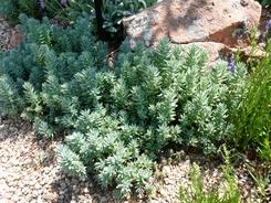 Sedum sediforme Turquoise Tails (don't include on signs)