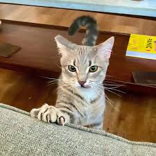 There's a new kitten in town. Alfred has a new brother that we adopted from  @kittenrescuela. He's very energetic but very cuddly. Everyone say hi to  Grandpa Barry. #adoptdontshop