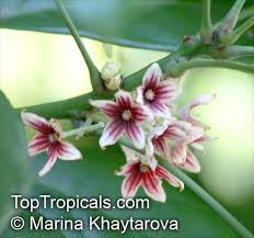Image result for Cola clavata