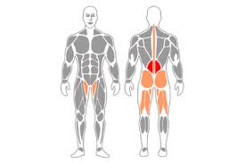 Can use straps if grip is a limitation. Weighted Single Leg Romanian Deadlift Exercises Routines