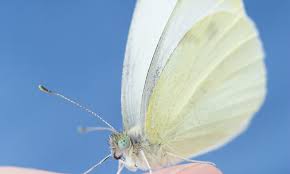 Check spelling or type a new query. Every Time The Small Cabbage White Butterfly Flaps Its Wings It Has Us To Thank