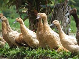 We did not find results for: Berikut Adalah Tips Budidaya Bebek Pedaging Khususnya Bagi Pemula