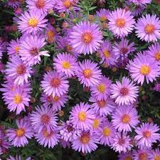 Aster Wood S Pink Aster Purple Perennials Perennials