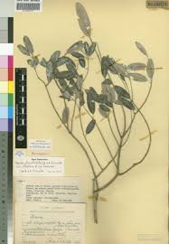 Image result for Ceratotheca integribracteata