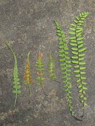Image result for Asplenium elliottii