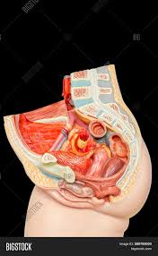 Summary female anatomy includes the external genitals, or the vulva, and the internal reproductive organs, which include the ovaries and the uterus. Internal Female Organs Image Photo Free Trial Bigstock