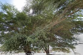 Image result for Acacia kirkii