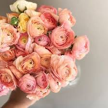 Blooms from spring through fall with attractive pink flowers. Peach Ranunculus Bulk Fresh Diy Wedding Flowers Flower Moxie