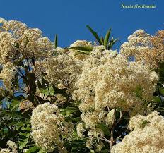 Image result for Nuxia