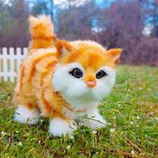 Image result for adorable cat