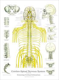 Spinal Nerves And Subluxations Poster