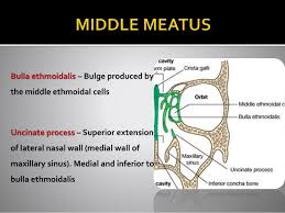 The nasal cavity forms part of the aerodigestive tract. Ct Anatomy Of Para Nasal Sinuses