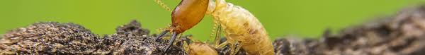 The sentricon® termite colony elimination system with always active™ technology is an environmentally. Termite Exterminator Bait Pest Control Company Nashville Tn