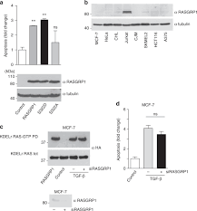 Camera ascunsa partea 2 2012. Ras At The Golgi Antagonizes Malignant Transformation Through Ptprk Mediated Inhibition Of Erk Activation Nature Communications