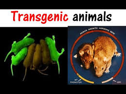 Until recently, the fear that a transgenic organism might escape and infiltrate a natural ecosystem was based on theoretical scenarios. Transgenic Animals Youtube