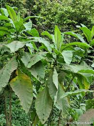 Image result for Vernonia auriculifera