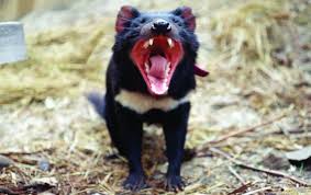 Los demonios de tasmania en estado salvaje desaparecieron de la parte continental de australia hace unos 3 mil años, pero grupos conservacionistas indicaron este martes que ejemplares de estos. El Demonio De Tasmania Evoluciona Para Resistir Su Terrible Cancer Facial