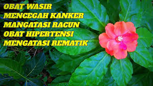 Pereskia bleo is a leafy and edible plant, locally known as pokok jarum tujuh bilah which has anticancer properties. Daun 7 Bilah