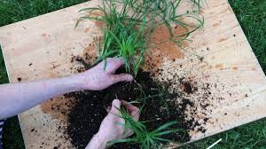 Three Easy Riparium Plants Plants Easy Plants Planted Aquarium