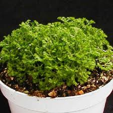 Image result for Selaginella soyauxii