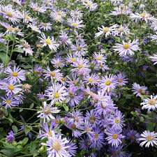 Symphyotrichum laeve (smooth aster) – Butterfly Effect Farm