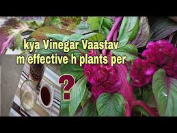 These plants have a mutation to an enzyme called hda6 (histone deacetylase6), and the first goal of the not only did they discover that external application of vinegar can enhance drought tolerance in. Video Vinegar On Plants