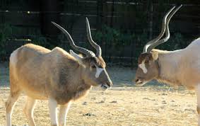 White cross on face below dark brown mat of hair on forehead. Addax Antelope Facts Lesson For Kids Study Com