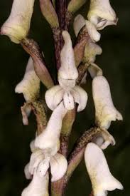 Image result for Disa aconitoides