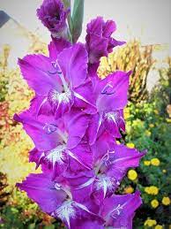 Pin On Snapdragons Gladiolus Foxglove