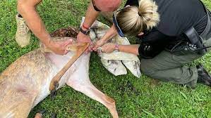 Animal control officers leap into action to deliver twin fawns after  distress call