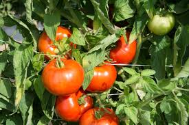 Check out our dwarf tomato seeds selection for the very best in unique or custom, handmade pieces from our outdoor & gardening shops. Tomatoes
