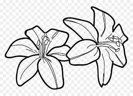 Maybe you would like to learn more about one of these? Lily Clipart Black And White Hd Png Download Vhv