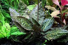 Криптокорина беккета петча (cryptocoryne beckettii 'petchii'). Cryptocoryne Aquarium Plant Care Guide And Types