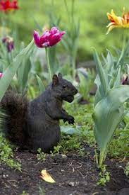 Voles look like field mice with short tails, compact heavy bodies, small eyes, and partially hidden ears. Protecting Bulbs Keeping Rodents Away From Flower Bulbs