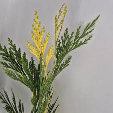 Image result for Calocedrus decurrens