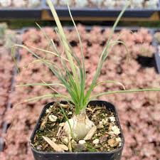 Image result for Albuca sp. no. 1