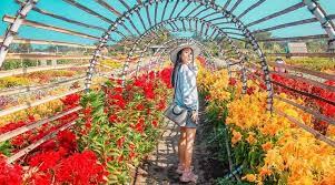 Wisata alam lembang ini juga disebut dengan nama kebun begonia glory, dan bunga unggulan yang ada di taman ini adalah bunga khas kota bali, balinea. Romantic Garden Spot Taman Bunga Instagramable Di Bantul Niagatour