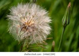 Image result for Taraxacum sp.